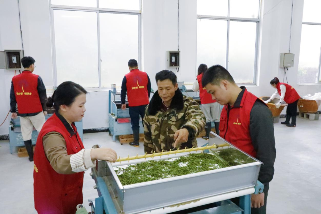 技潤硒茶 深山好茶變“金葉”